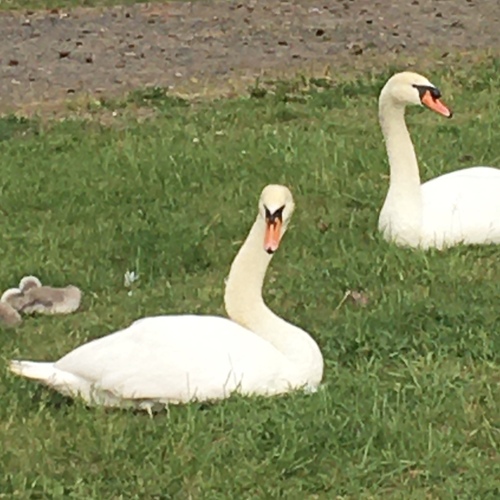 Photo #13957213