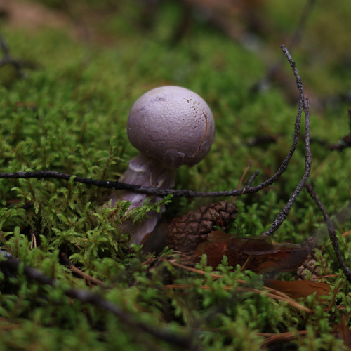 Photo #13957215