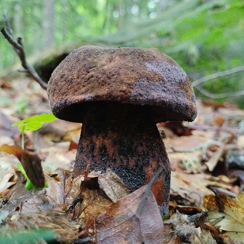 Photo #13957241