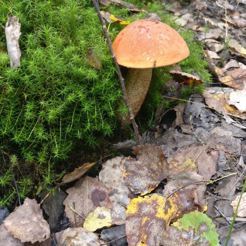 Photo #13957295