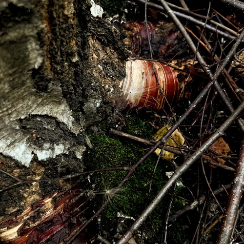 Photo #13957331