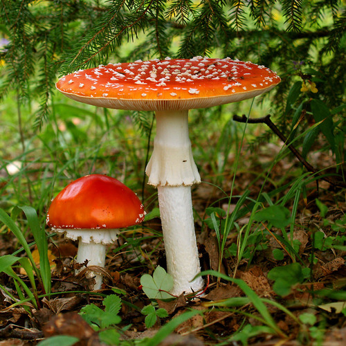 Photo #13957378