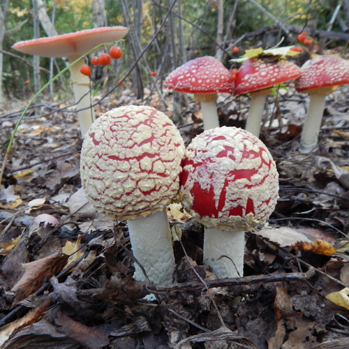 Photo #13957403