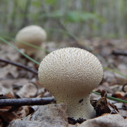 Photo #13957405