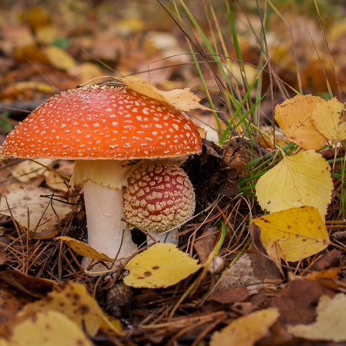 Photo #13957457