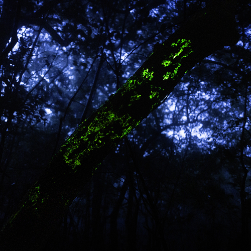 Photo #13957474
