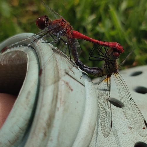Photo #13957566