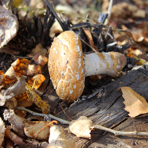 Photo #13957670