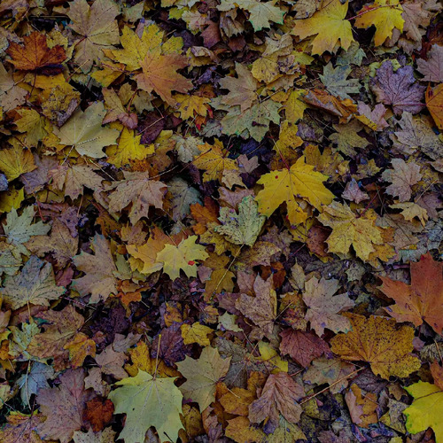 Photo #13957724
