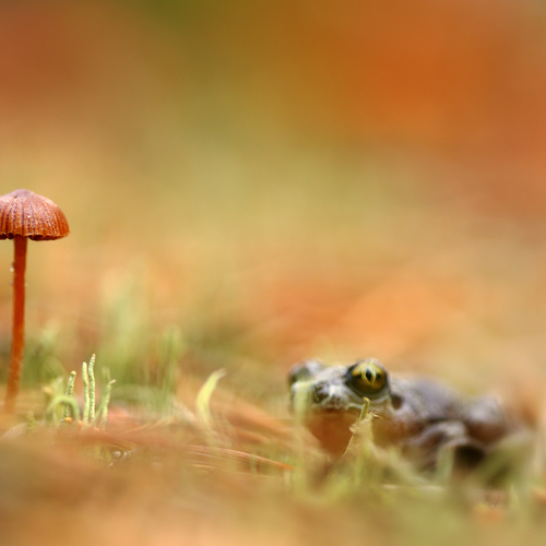 Growth observation