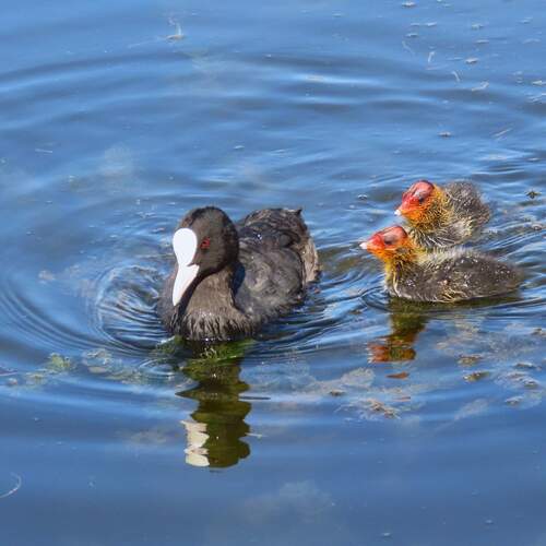 Photo #13958061