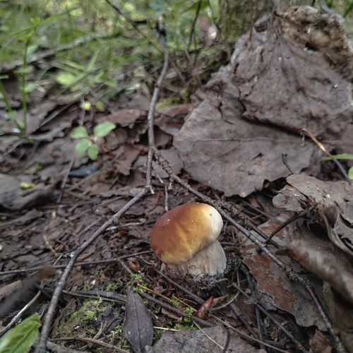 Photo #13958085