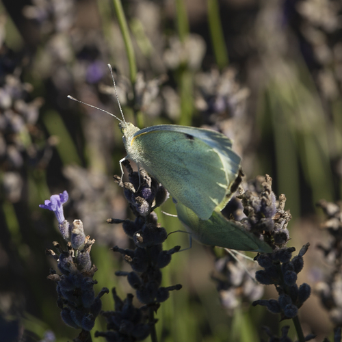 Фотография #13958187
