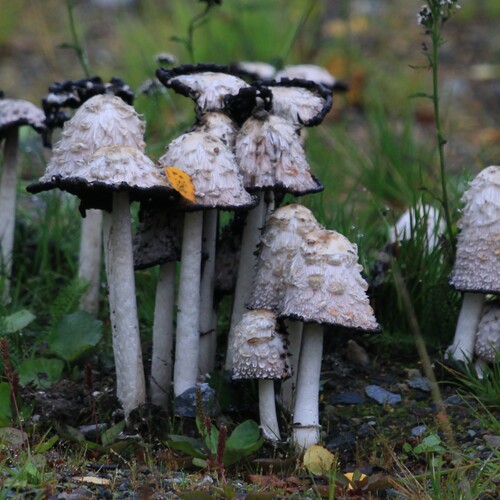Photo #13958673