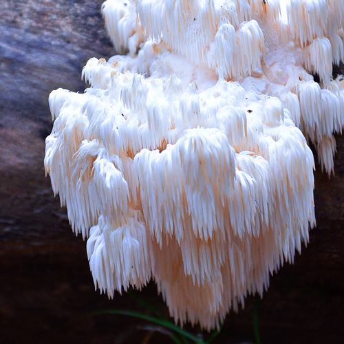 Photo #13959000