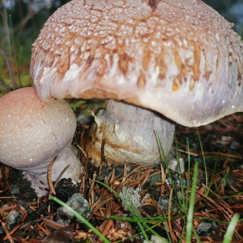Photo #13959082