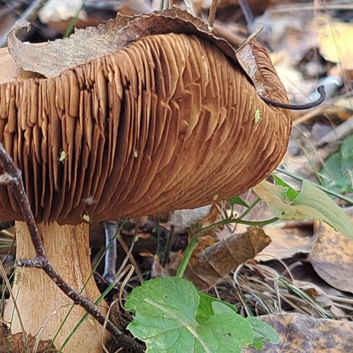 Photo #13959401