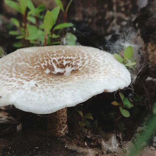 Photo #13959502