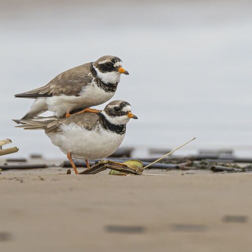 Photo #13959527