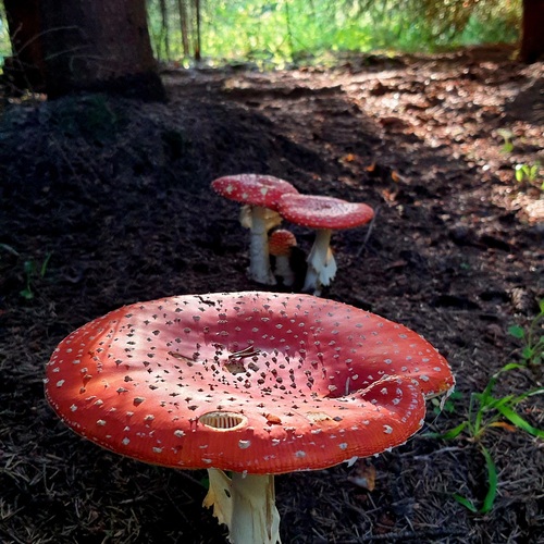 Photo #13959630