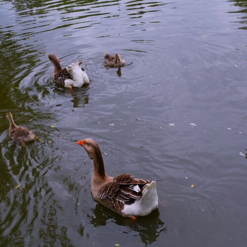 Photo #13959764