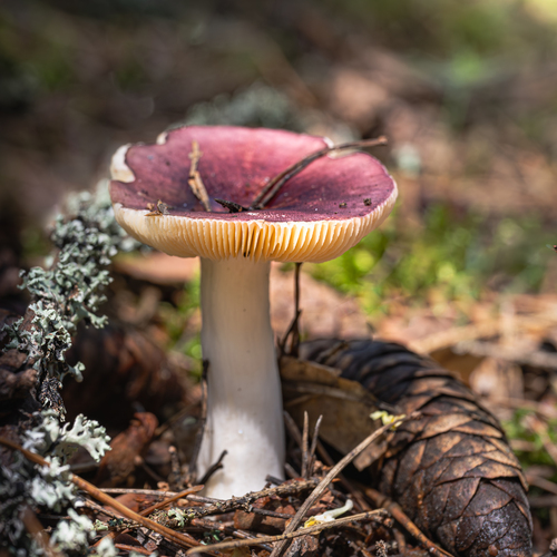 Сыроежка малиновая (Russula)
