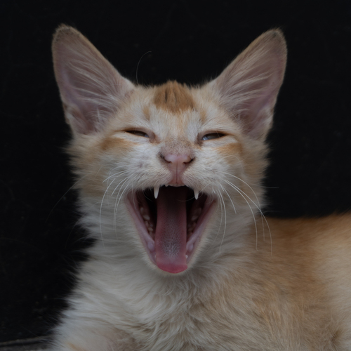 Roaring...