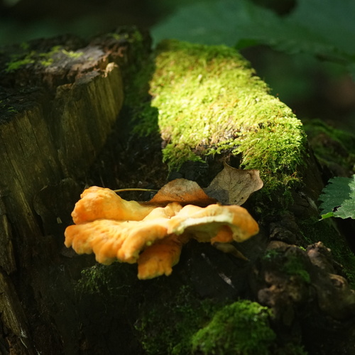 Photo #13960103