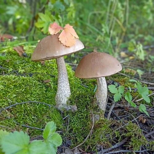 Photo #13960110