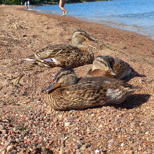 Photo #13960129