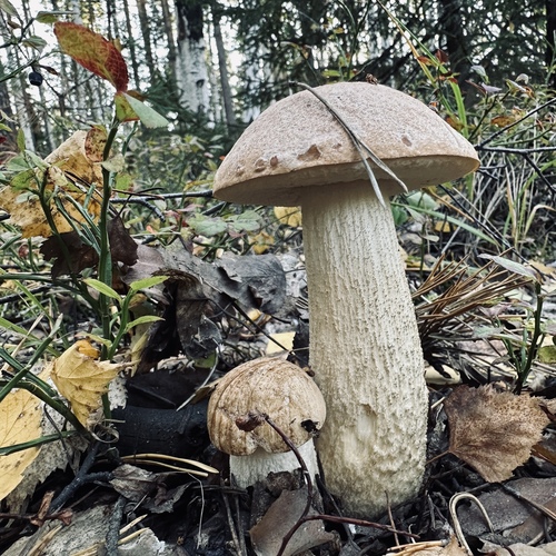 Photo #13960232