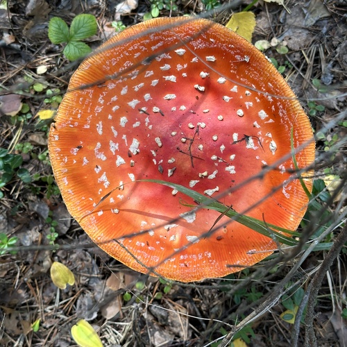 Photo #13960238