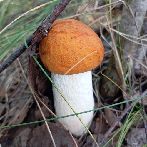 Photo #13960345