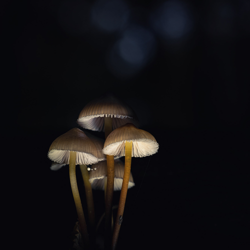 Photo #13960367
