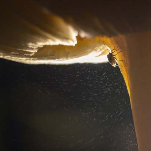 Photo #13960368
