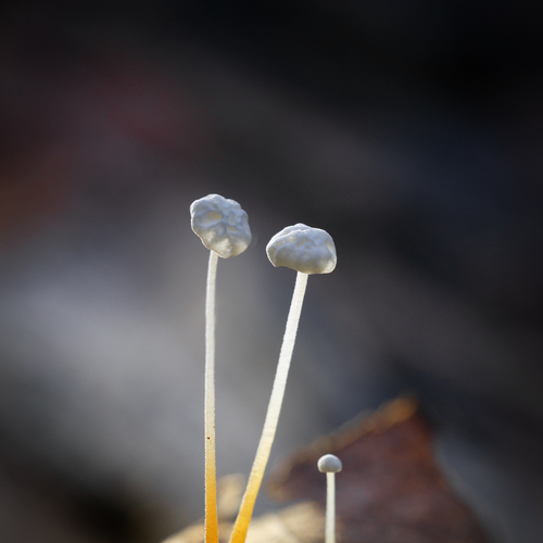 Photo #13960369
