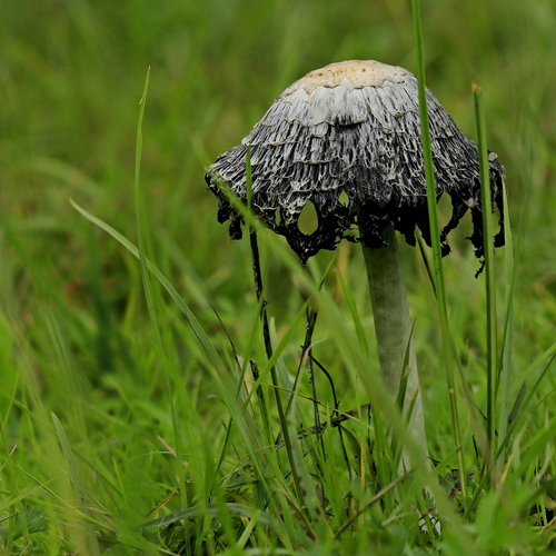 Photo #13960449