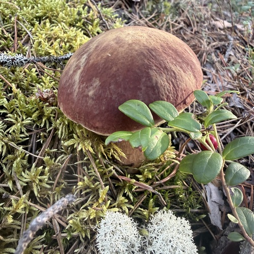 Photo #13960466