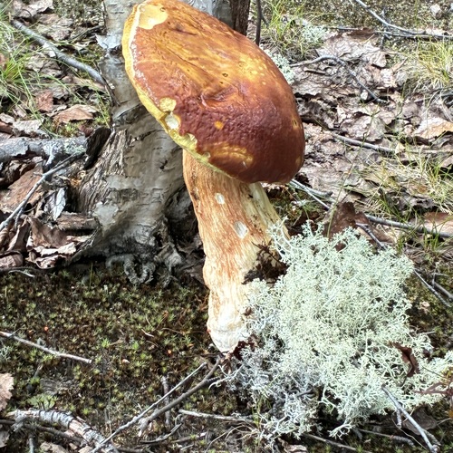 Photo #13960468