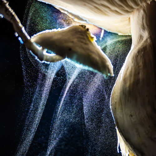 Photo #13960517