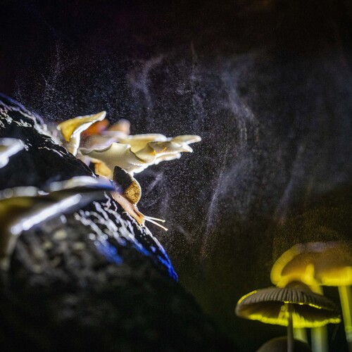 Photo #13960520