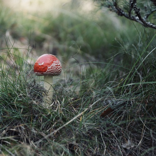 Photo #13960568