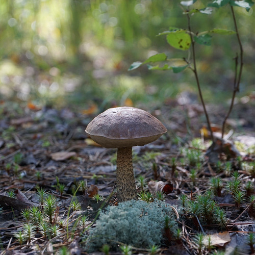 Photo #13960636