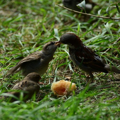 Photo #13960639