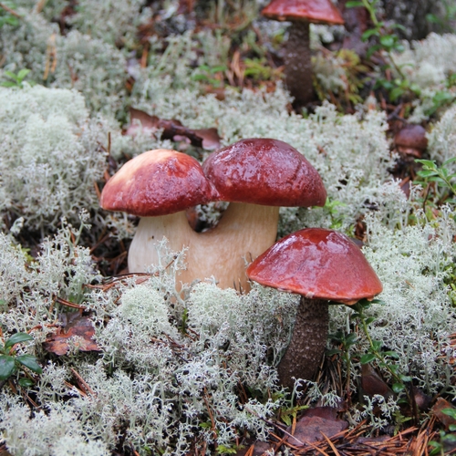 Photo #13960823