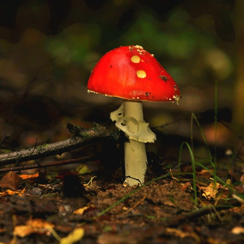 Photo #13960974