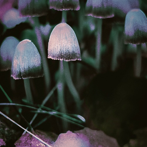 Photo #13961011