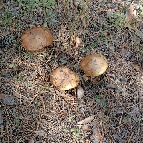 Photo #13961207