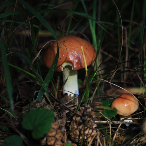 Photo #13961345