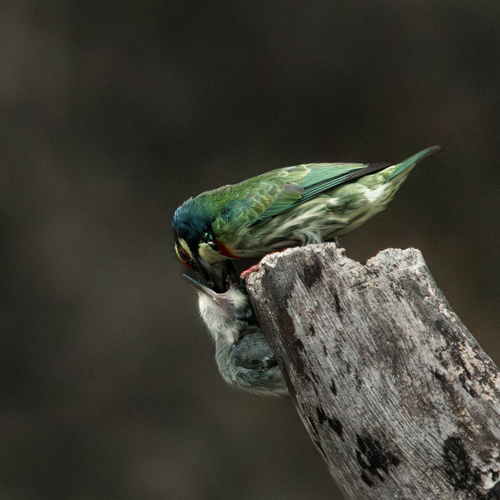 Photo #13961437
